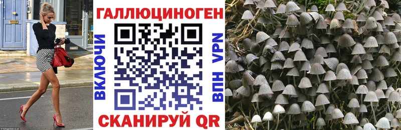 Галлюциногенные грибы Psilocybine cubensis  Теберда 